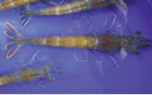 Kỹ năng quản lý ao nuôi giúp giảm rủi ro dịch bệnh